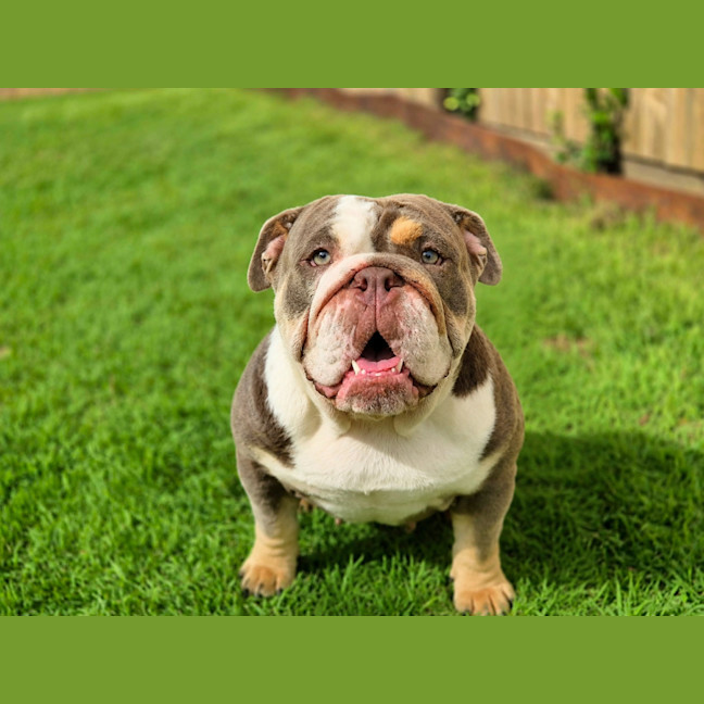 Photo of Pebbles