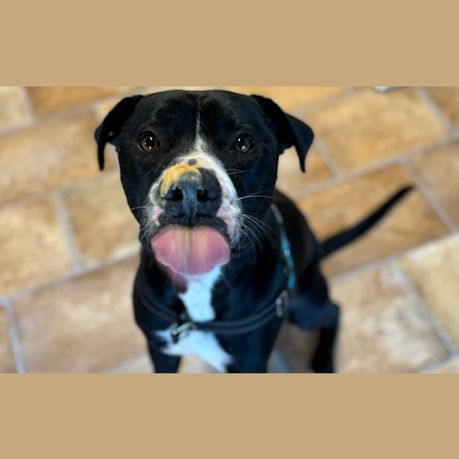 Photo of Draco