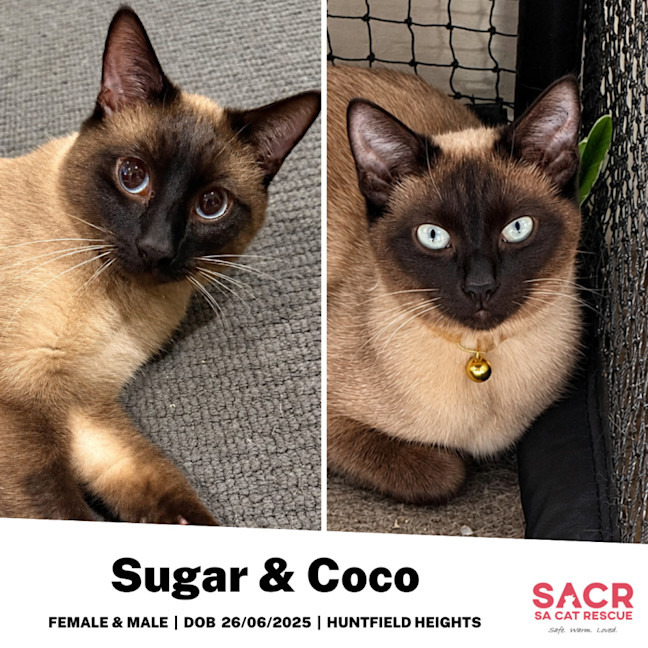 Photo of Sugar & Coco