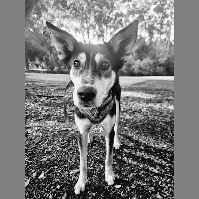 Photo of Indi