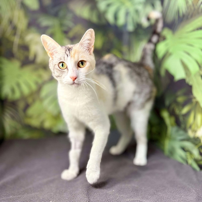 Photo of Apricot   Located In Brunswick East