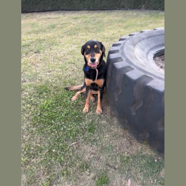 Photo of Jess   6 Year Old Kelpie X Labrador