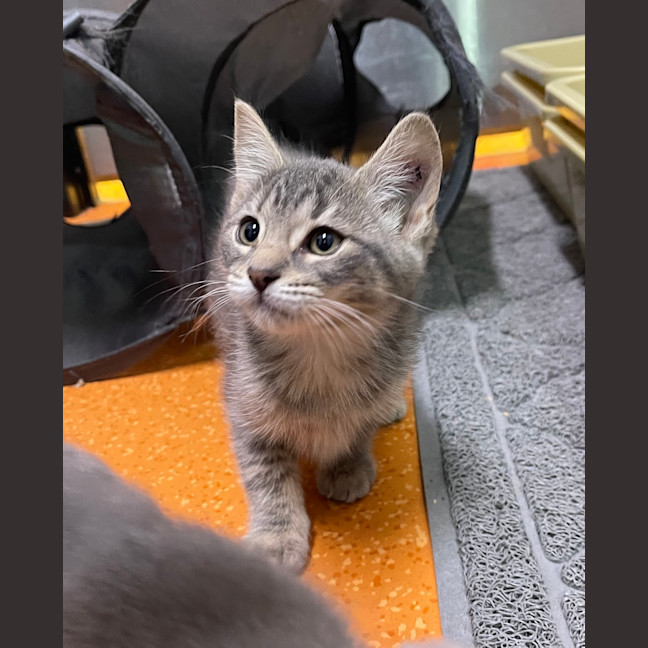 Photo of Zephyr