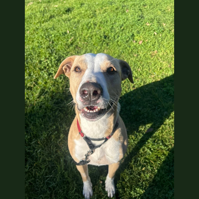 Photo of Fifi 