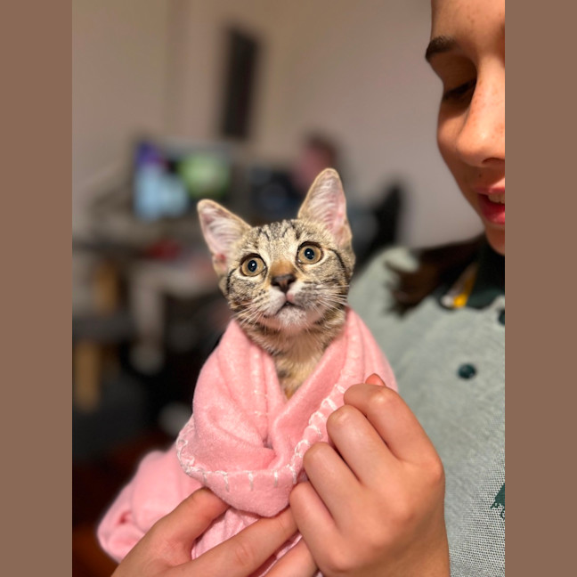 Photo of Licketty Split