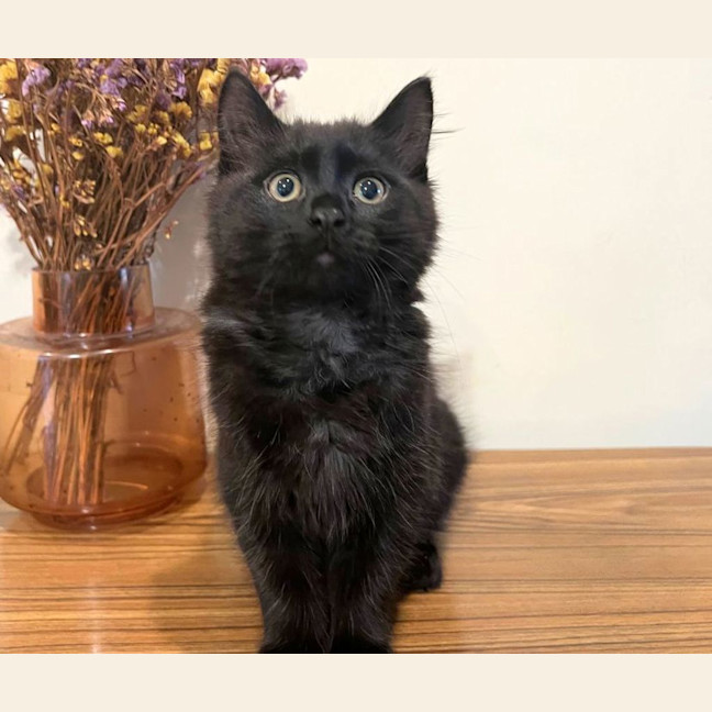 Photo of Coal