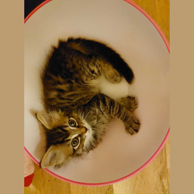 Photo of Lulu