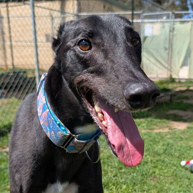 Photo of Tang Mo The Greyhound