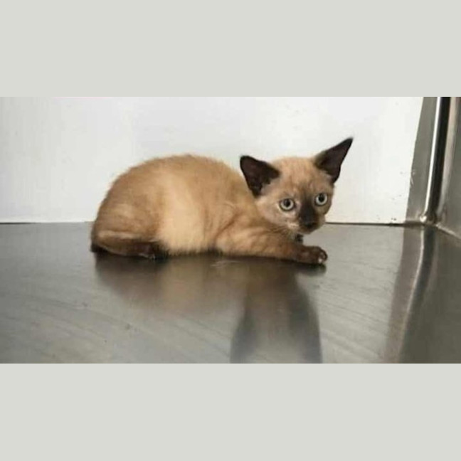 Photo of Coco
