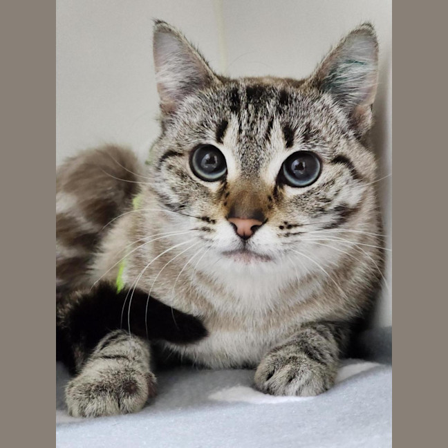 Photo of 💜 Indigo 6698 💜