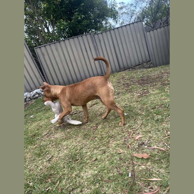Photo of Red Dog