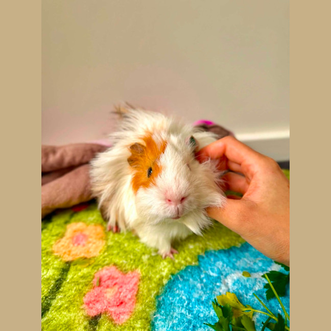 Photo of Leon 
