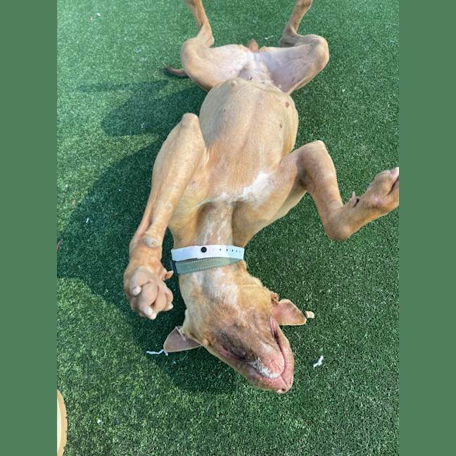 Photo of Cali Imp 1056