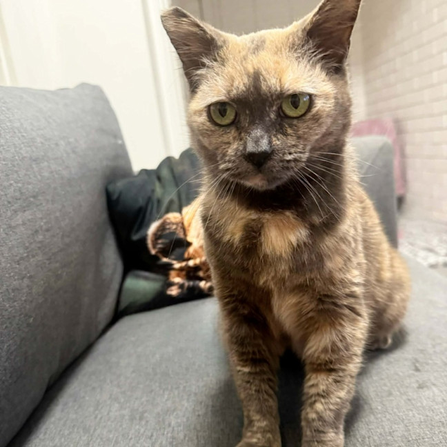 Photo of Nutmeg