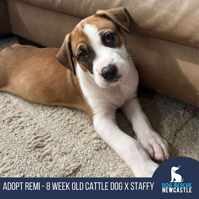 Photo of Remi   8 Week Old Cattle Dog X Staffy