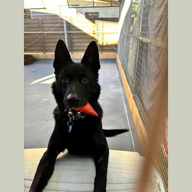 Photo of Wolfie