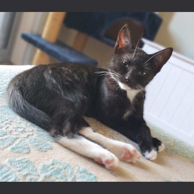 Photo of 🩵 Delilah 🩵