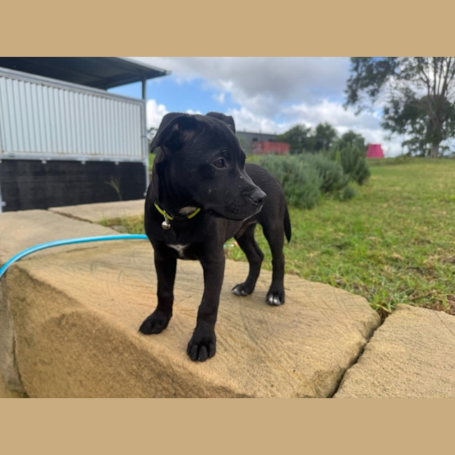 Photo of Mickey   14 Week Old Cattle Dog X Staffy