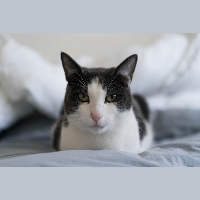 Photo of Felix The Cat!