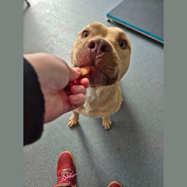 Photo of Dozer! 🐻