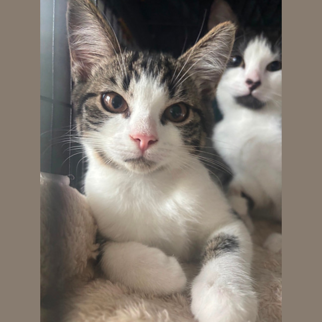 Photo of Lotti 😸❤️