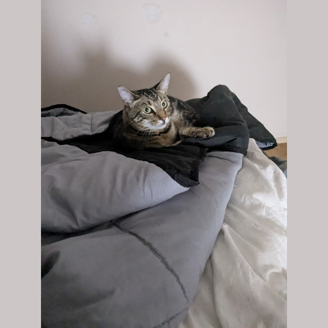 Photo of Spark