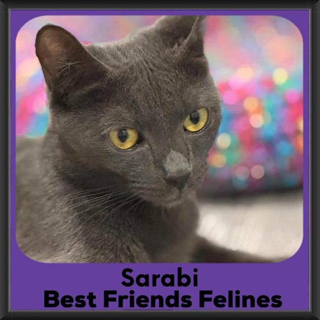 Photo of Sarabi 