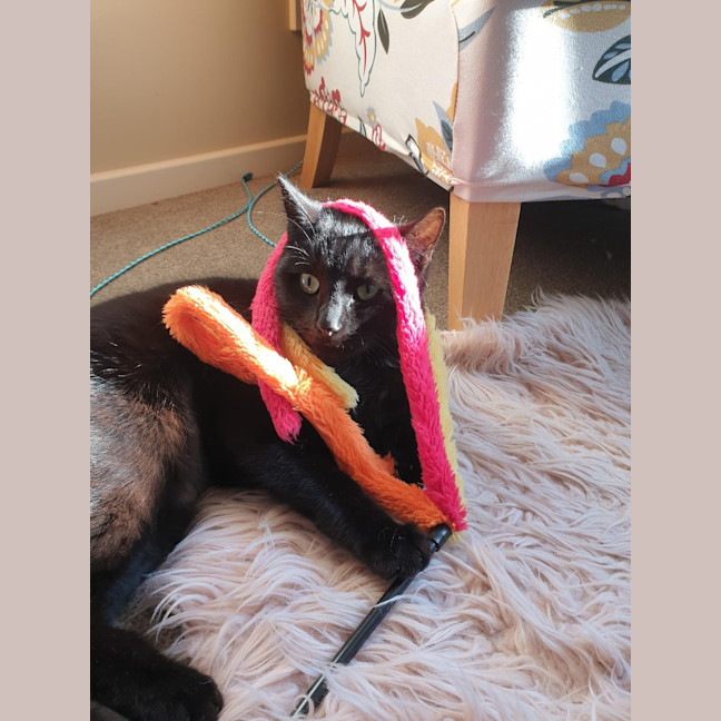Photo of Lily