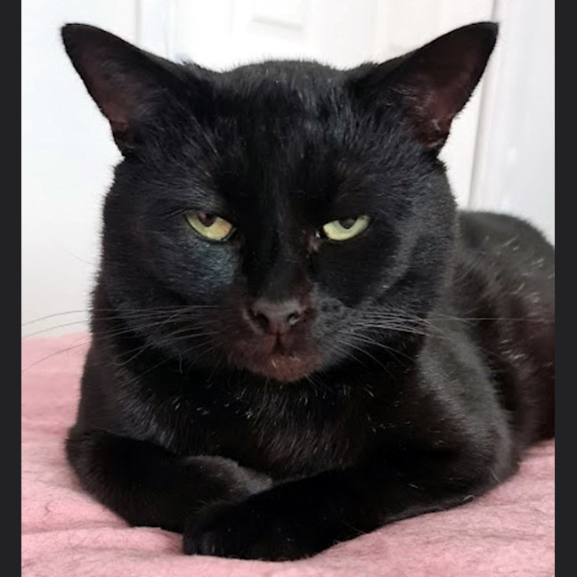 Photo of Basil Sta012346