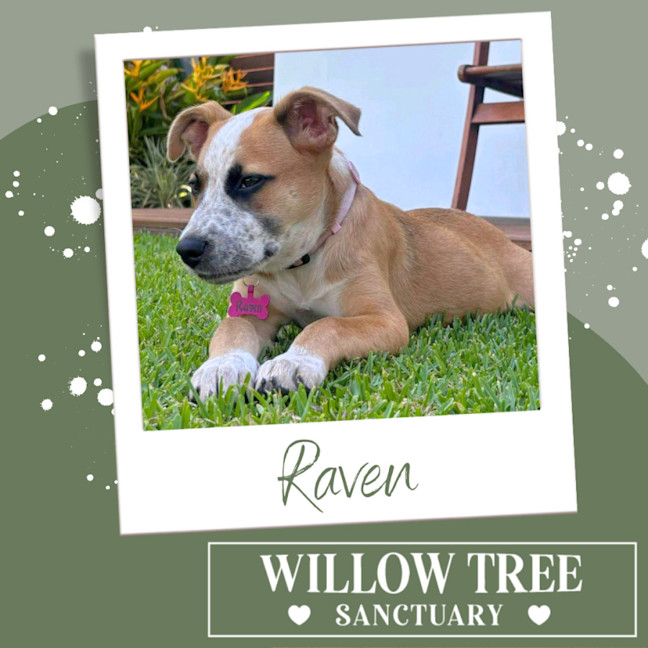 Photo of Raven 