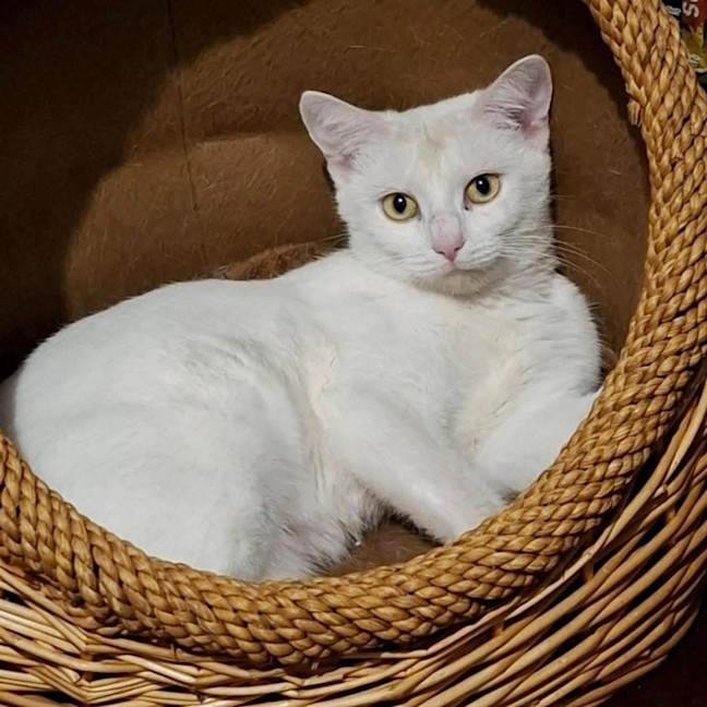 Photo of 12321   Amara