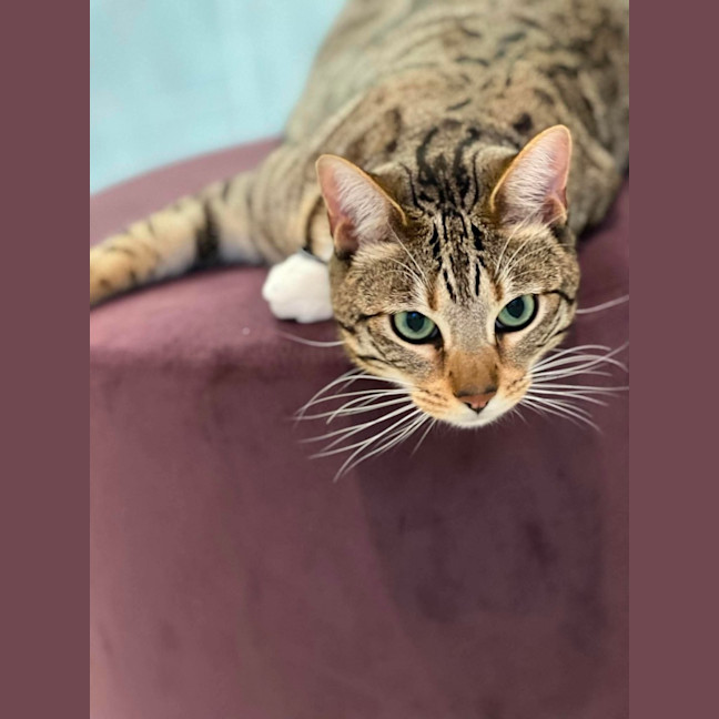 Photo of Olive