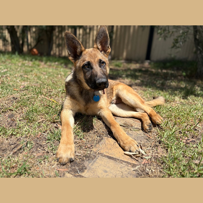 Photo of Floki