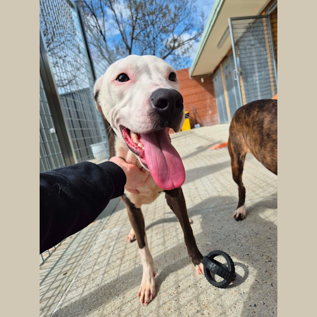 Photo of Patch! 🧩