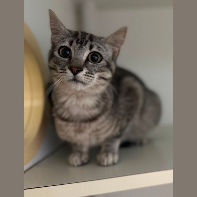 Photo of Whiskers
