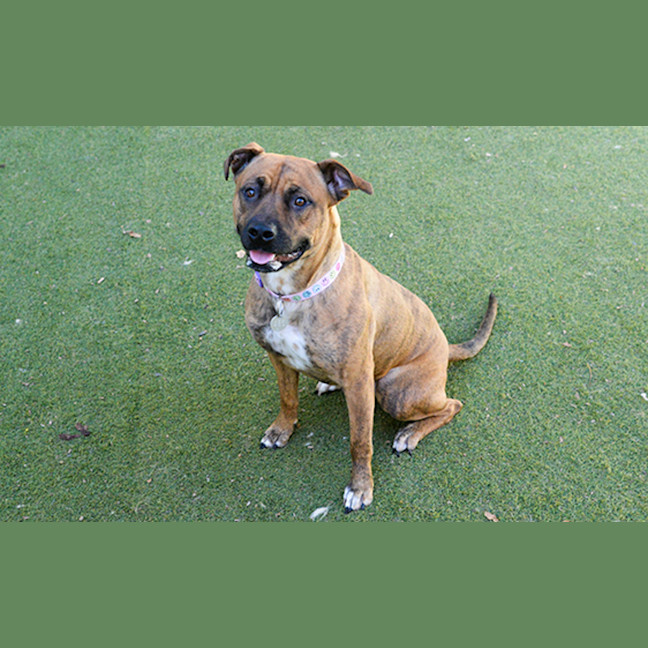 Photo of Darcie 
