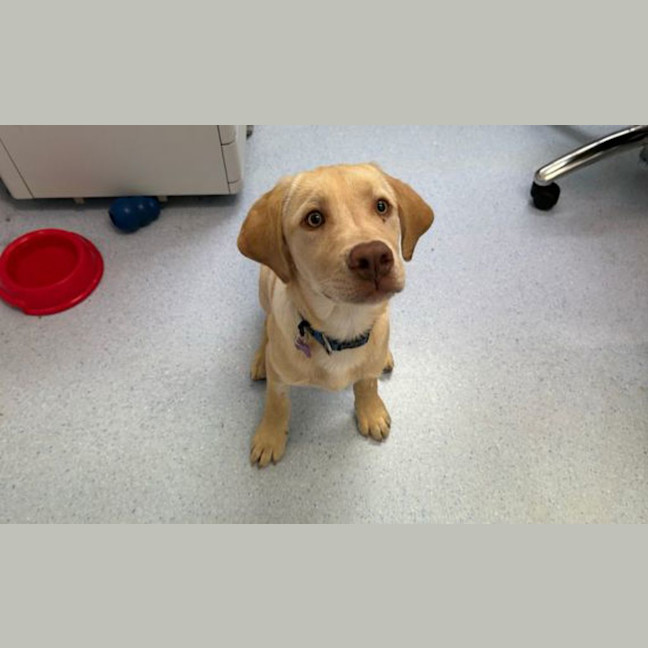 Photo of Hop