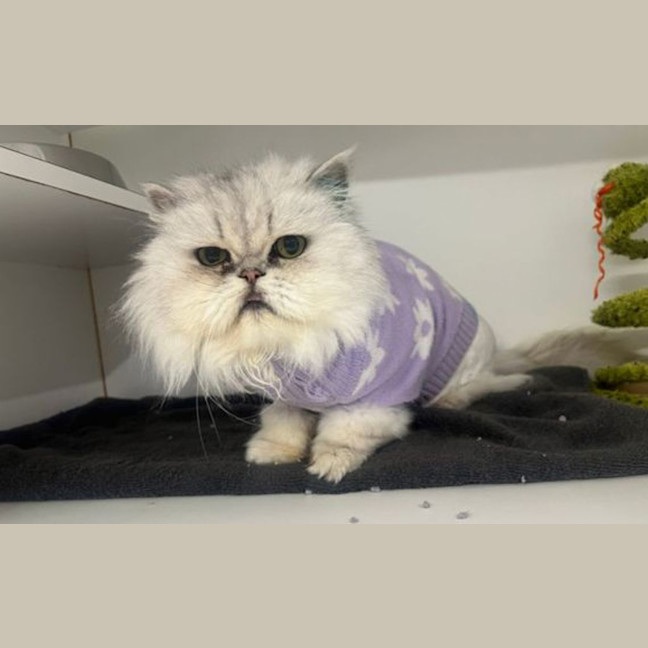 Photo of Casper