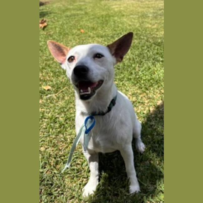 Photo of Stitch