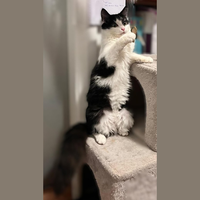 Photo of Felix & Rosie