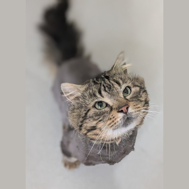 Photo of 🐟 Mahi Mahi 6469 🐟