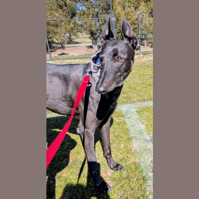 Photo of Lucy Lou, The Greyhound