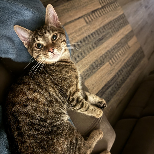 Photo of Maple