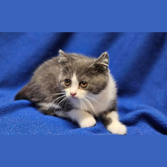 Photo of Dot