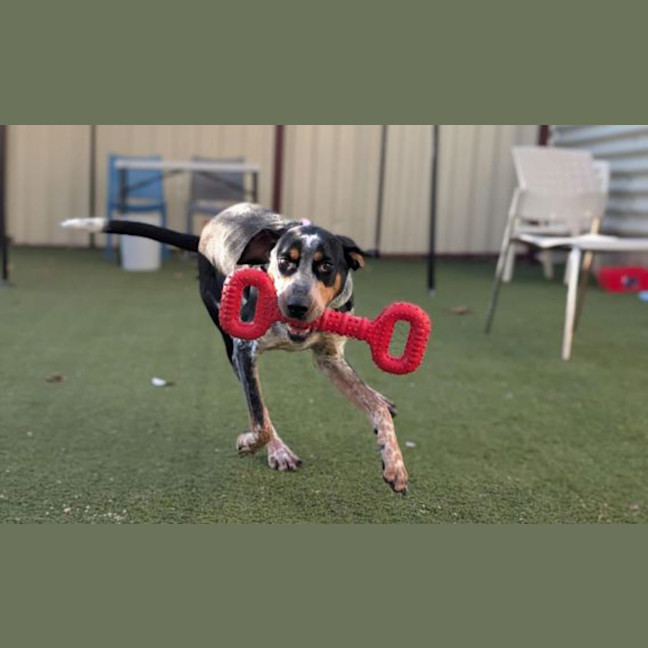 Photo of Banjo
