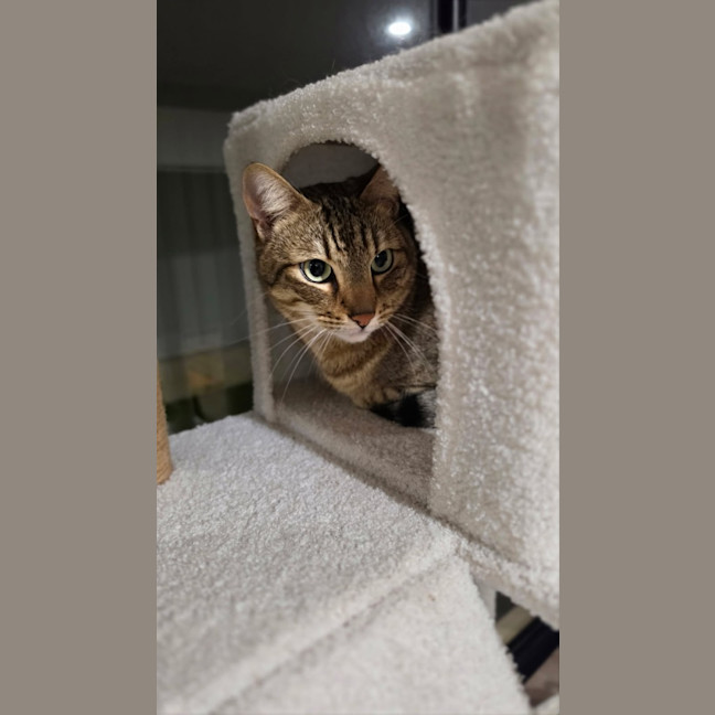 Photo of Granger (Mila)