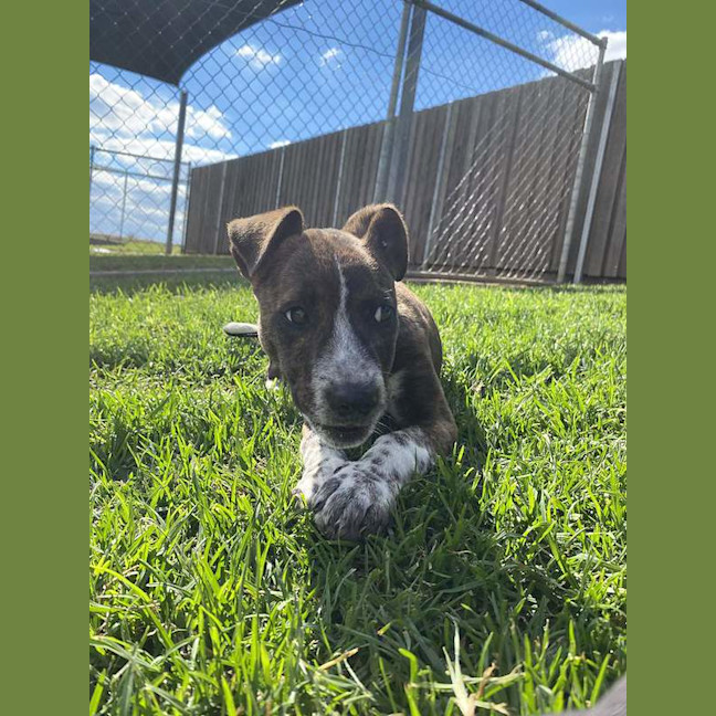 Photo of Dobby