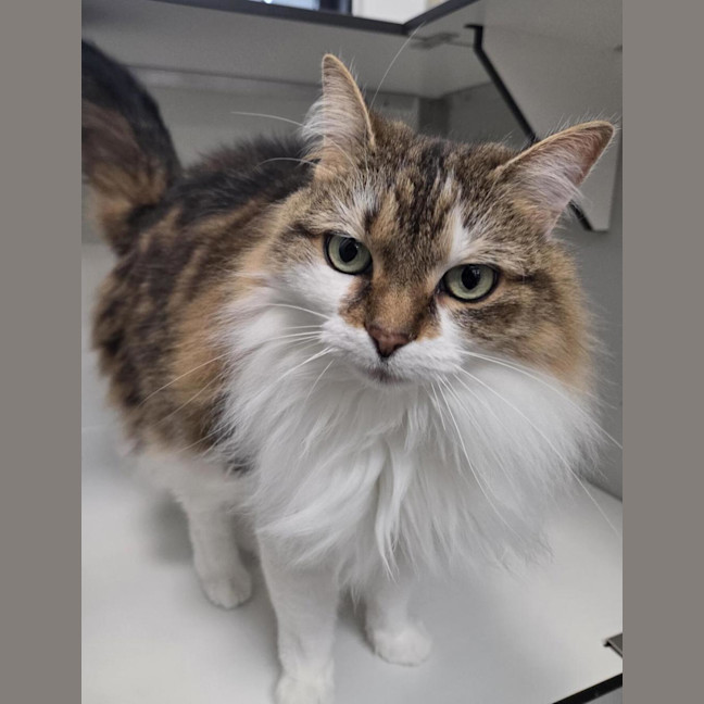 Photo of Peachy