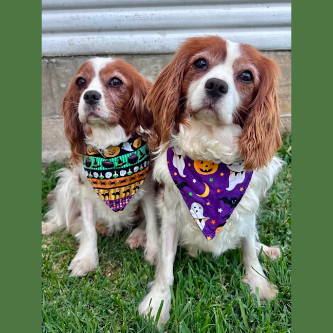 Photo of Daisy & Lucy