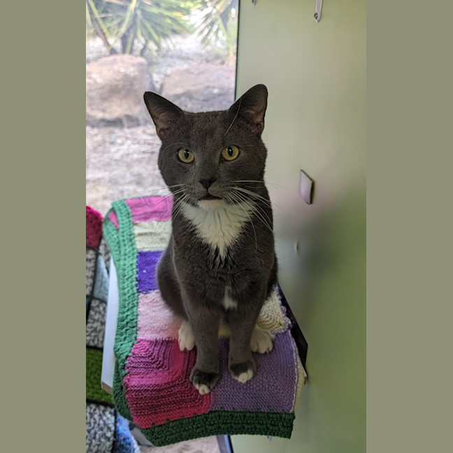 Photo of Basil